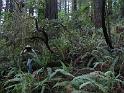 Redwood (16)